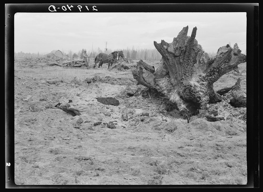 Land being cleared with help of FSA (Farm Security Administration) land clearing loan. Boundary County, Idaho. Sourced from…