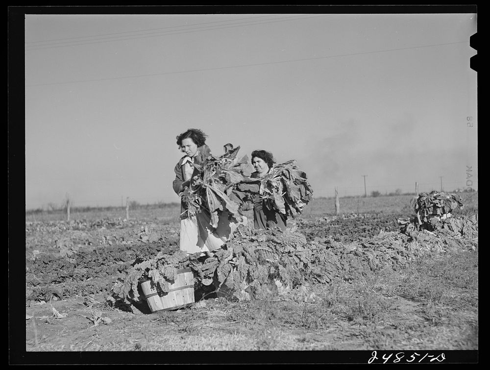 [Untitled photo, possibly related to: Harvesting spinach crop. Community garden, Robstown, Texas. FSA (Farm Security…