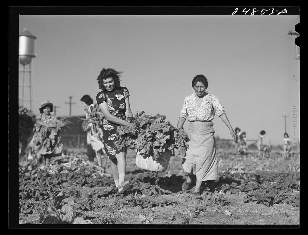 Harvesting spinach crop. Community garden, Robstown, Texas. FSA (Farm Security Administration) camp. Sourced from the…