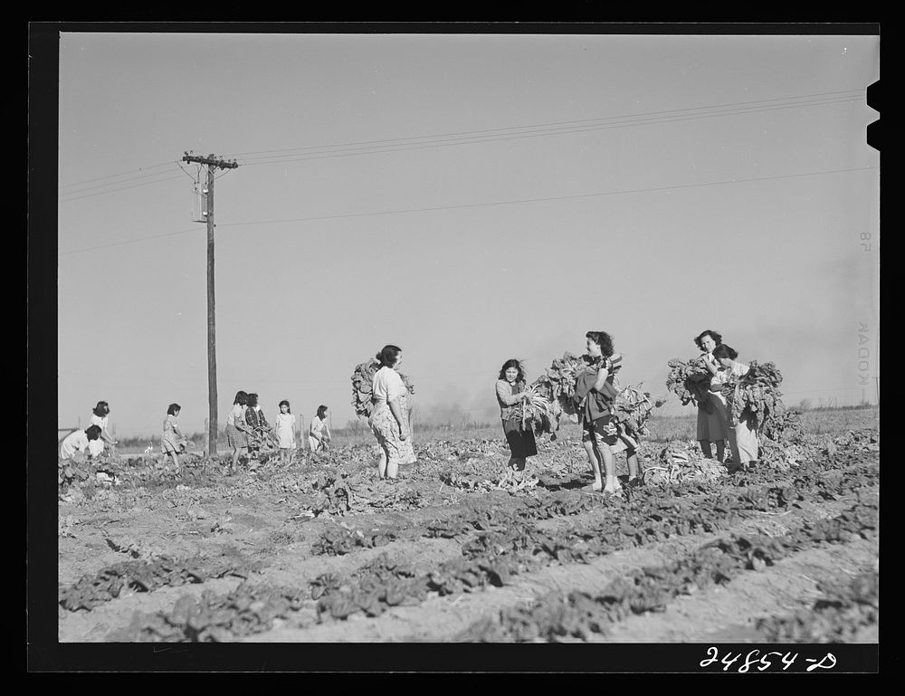[Untitled photo, possibly related to: Harvesting spinach crop. Community garden, Robstown, Texas. FSA (Farm Security…