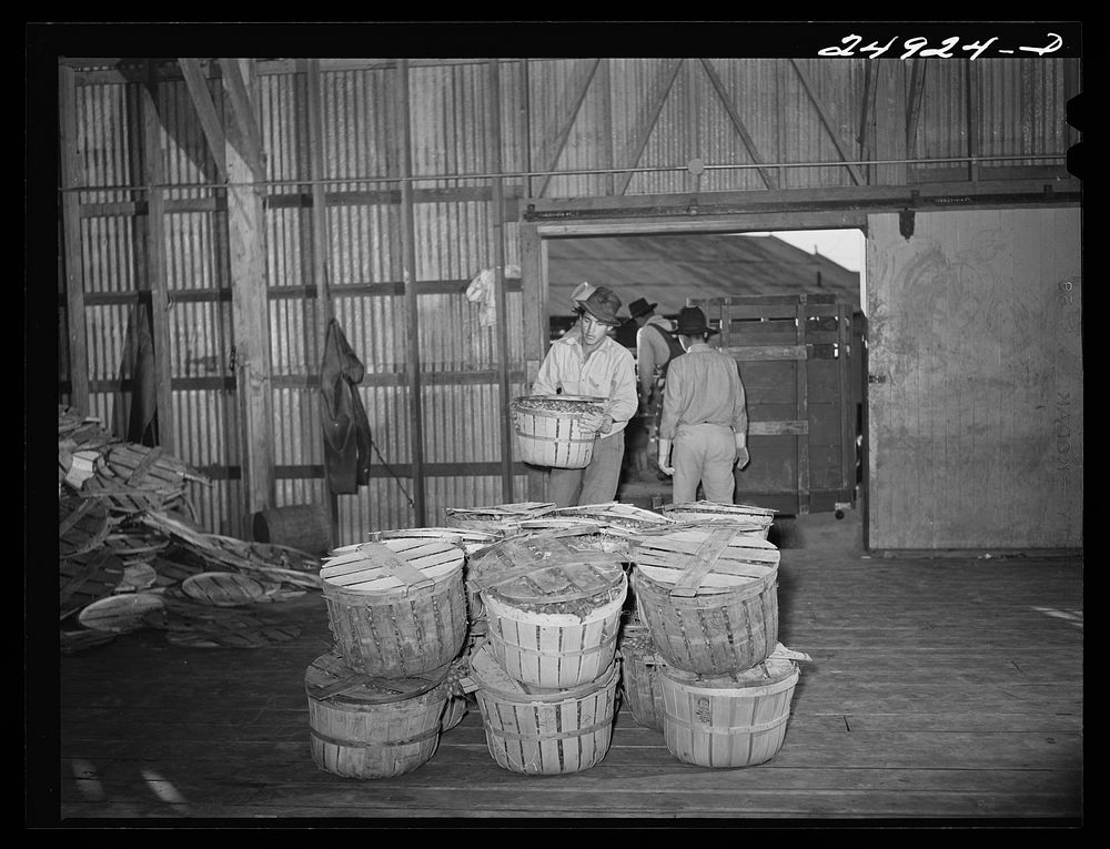 Robstown, Texas. Packing plant. Unloading radishes. Sourced from the Library of Congress.