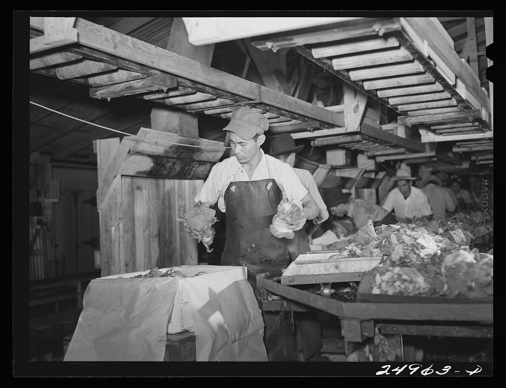 Weslaco, Texas. Packing broccoli. Packing shed. Sourced from the Library of Congress.