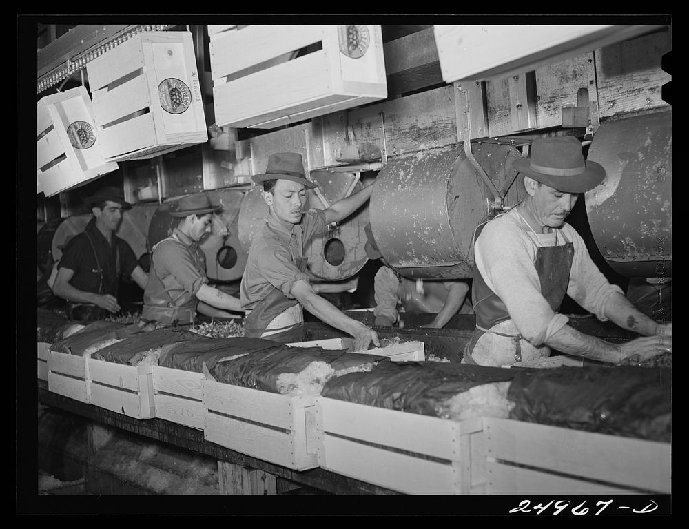 [Untitled photo, possibly related to: Robstown, Texas. Packing plant. Icing radishes]. Sourced from the Library of Congress.