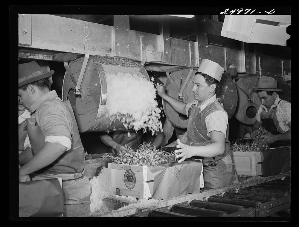 Robstown, Texas. Packing plant. Icing radishes. Sourced from the Library of Congress.