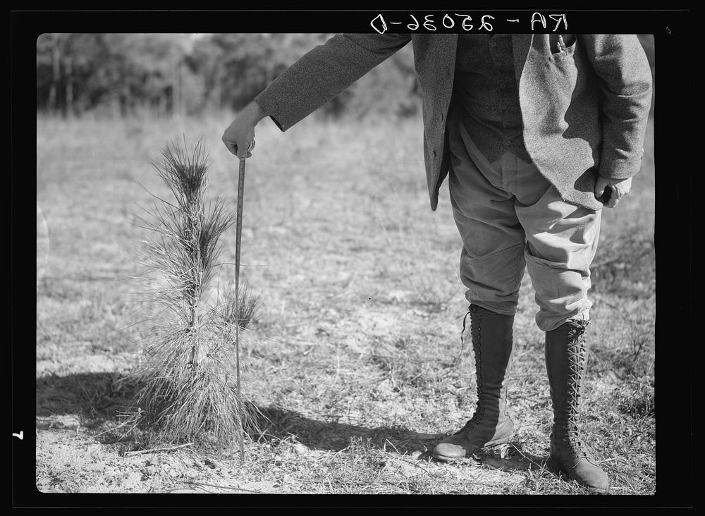 Slash pine tree one year old, thirty-five inches high. Withlacoochee Land Use Project, Florida. Sourced from the Library of…