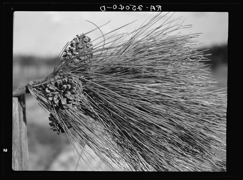 Pine cones which furnish seed for planting in nursery. Withlacoochee Land Use Project, Florida. Sourced from the Library of…