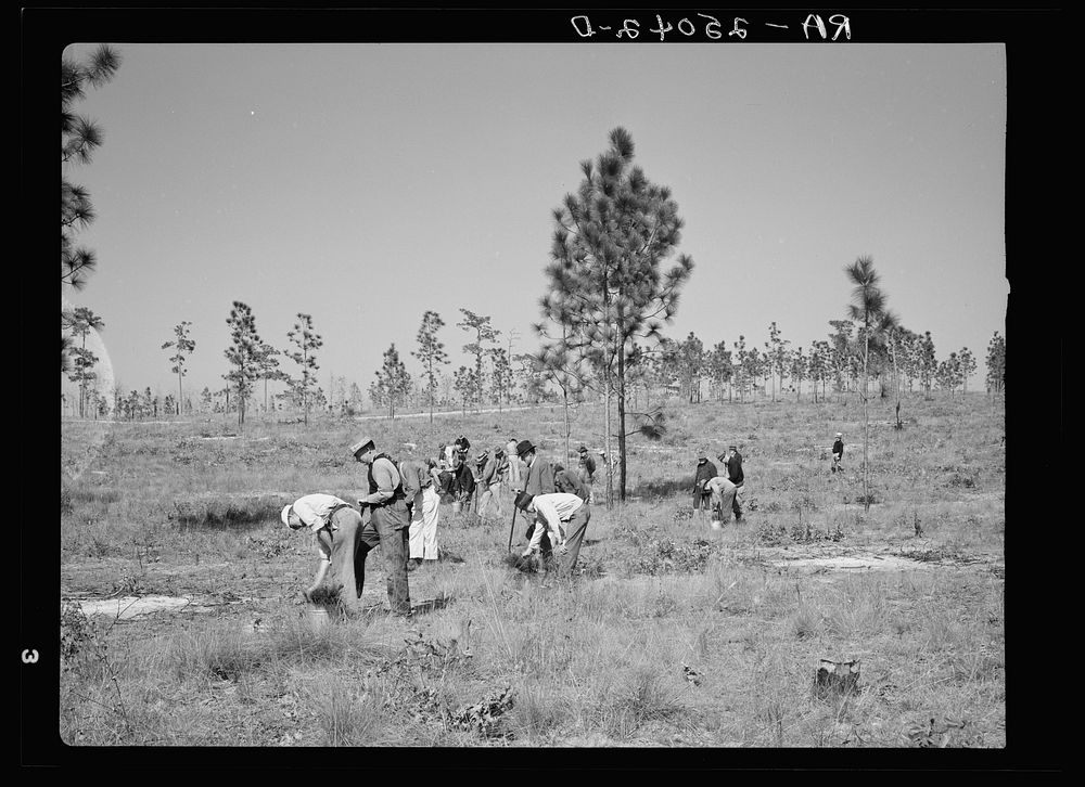 Planting slash pine on Withlacoochee Land Use Project, Florida. Sourced from the Library of Congress.