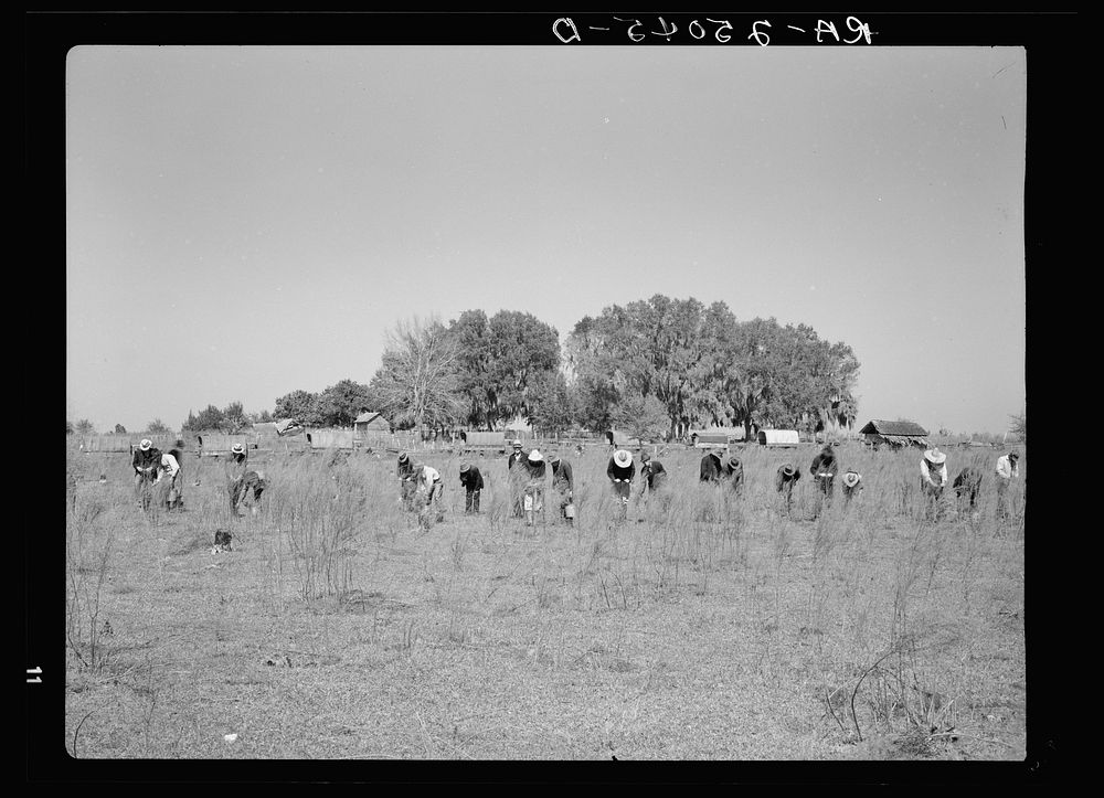 Planting trees on project. Withlacoochee Land Use Project, Florida. Sourced from the Library of Congress.