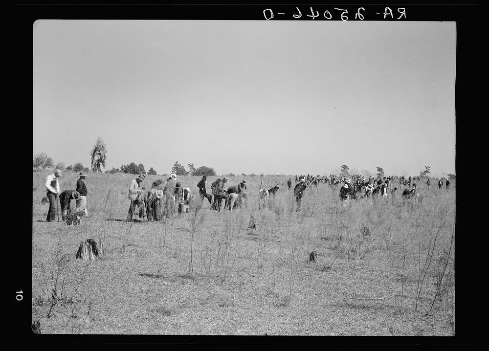 Men planting trees on reforestation area of the Withlacoochee Land Use Project, Florida. Sourced from the Library of…