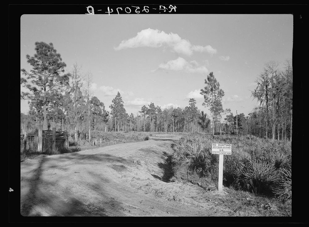 Roads built through the conserved area make fire control easier. Withlacoochee Land Use Project, Florida. Sourced from the…