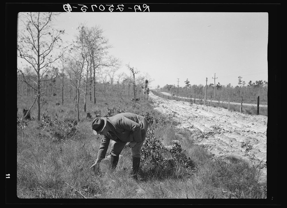 Newly-planted pine trees protected by fire break and fence on right. Withlacoochee Land Use Project, Florida. Sourced from…