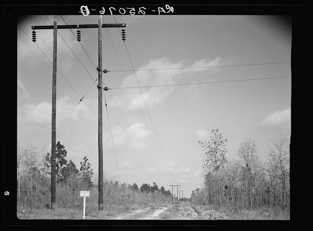 Truck trail and fire break on Withlacoochee Land Use Project, Florida. Sourced from the Library of Congress.