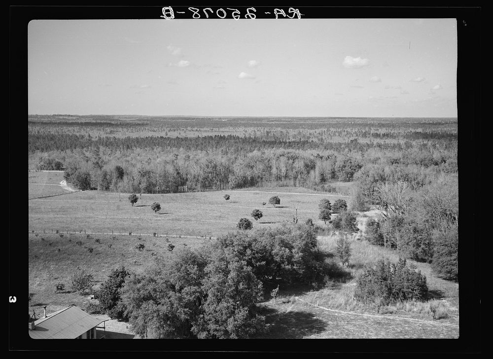 View of the reforestation area on the Withlacoochee Land Use Project, Florida. The light patches of forest arejack oak weed…