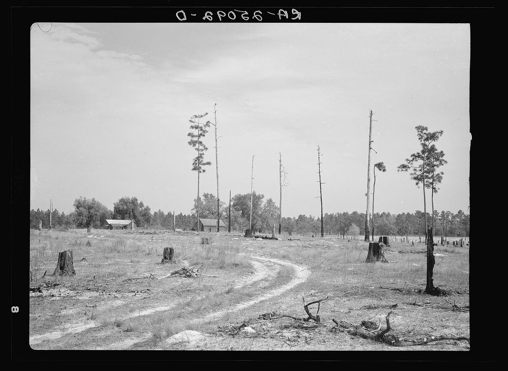 Submarginal farm on cut-over land. Hernando County, near Withlacoochee Land Use Project, Florida. Sourced from the Library…