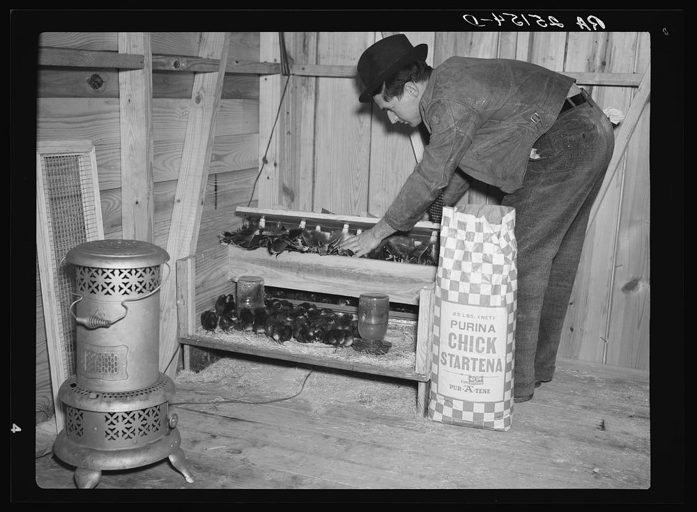 Tom Moore, homesteader at Bankhead Farms, with some of the chicks he is raising. Alabama. Sourced from the Library of…