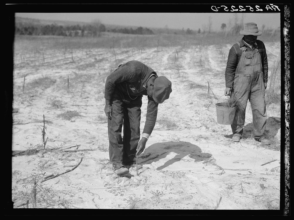 [Untitled photo, possibly related to: Planting slash pine. Macon County, Tuskegee Project, Alabama]. Sourced from the…