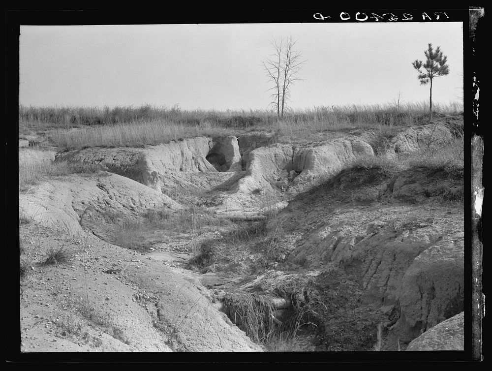 Gully erosion by check dam. Macon County, Alabama. Tuskegee Project. Sourced from the Library of Congress.