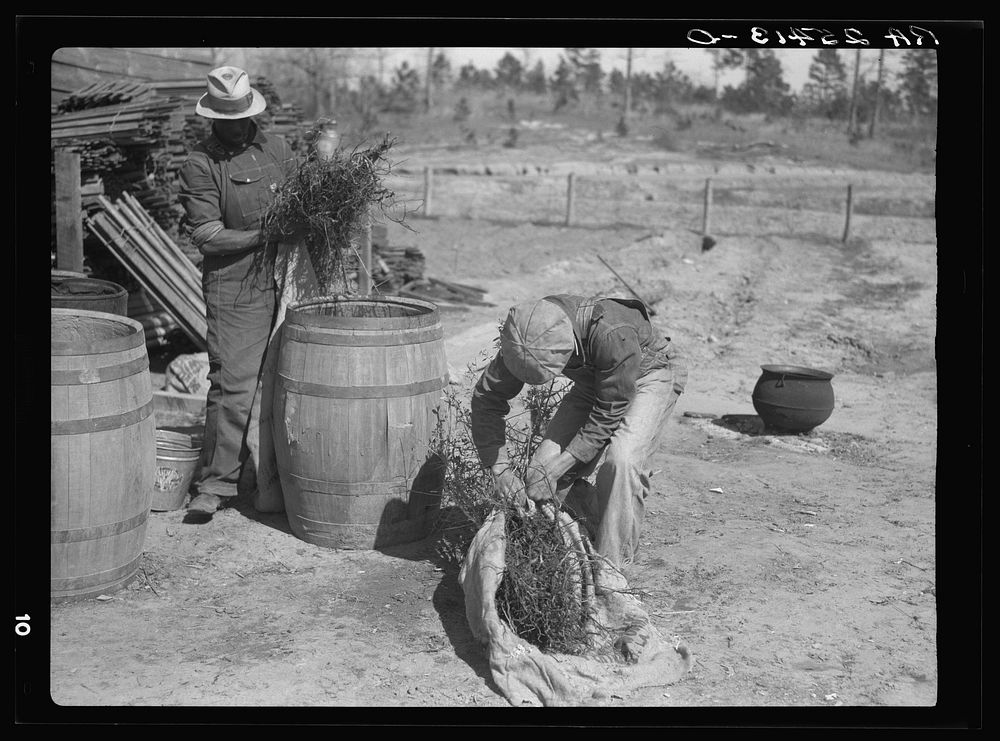 [Untitled photo, possibly related to: Work on reforestation project. Macon County, Alabama. Tuskegee Project]. Sourced from…