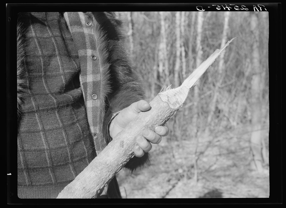 Wood chewed by beavers. Resettlement Administration land use project, Macon County, Alabama. Tuskegee Project. Sourced from…