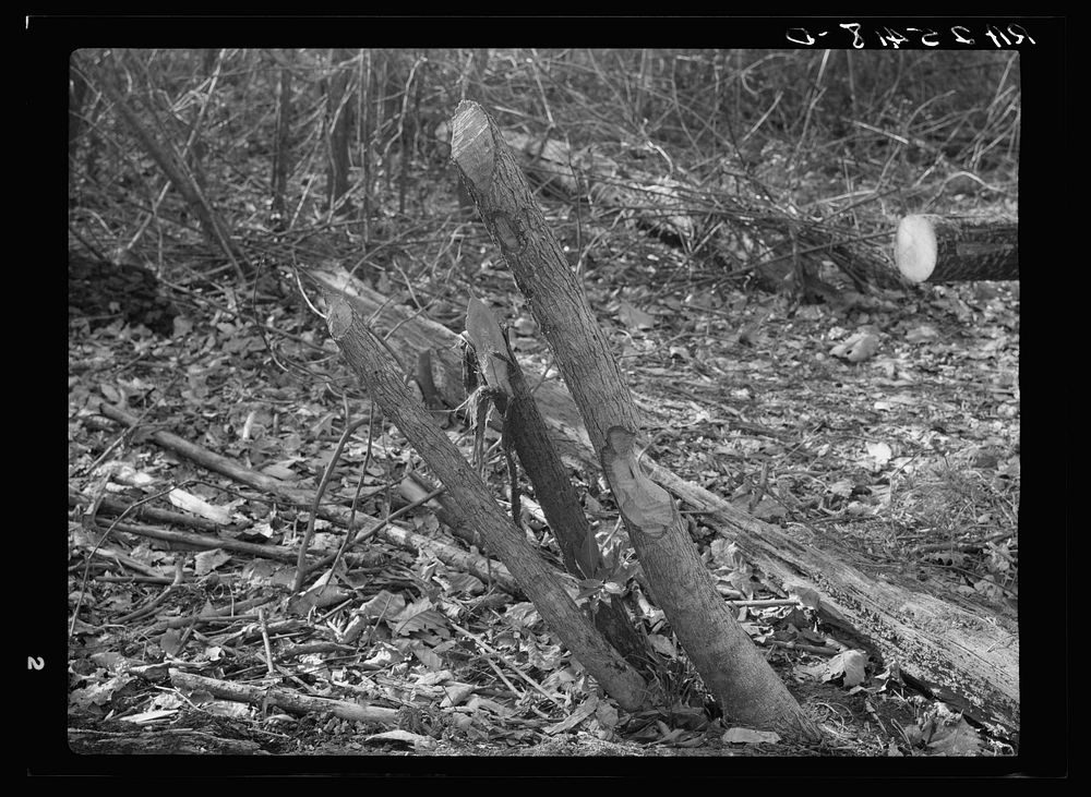 [Untitled photo, possibly related to: Tree chewed by beavers. Tuskegee Project, Alabama]. Sourced from the Library of…
