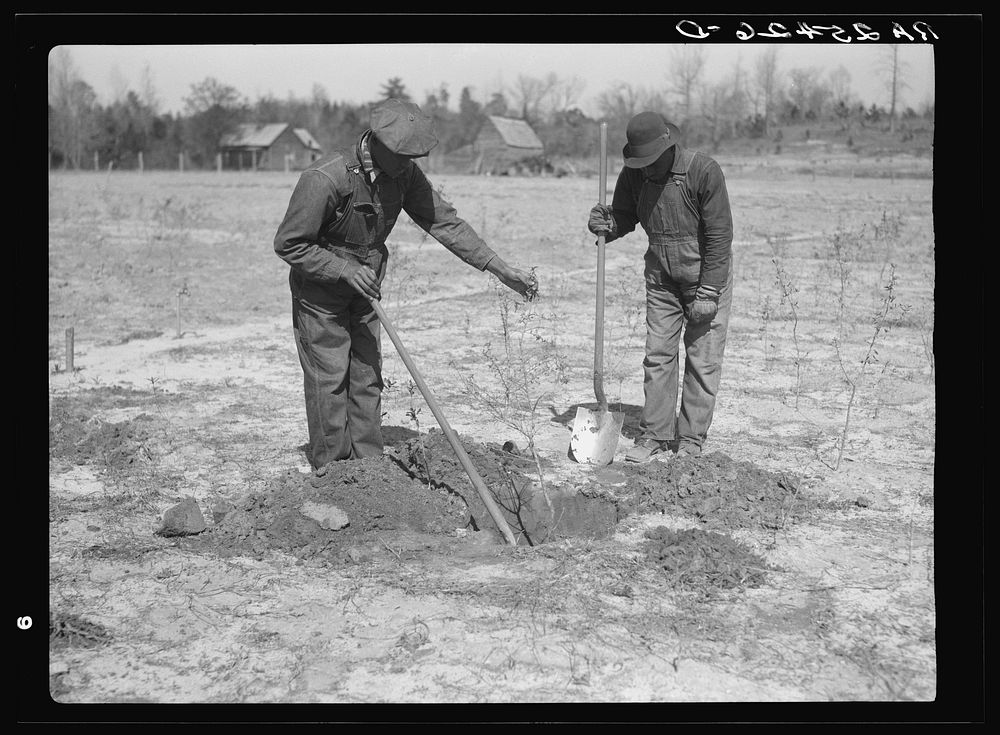 Work on reforestation project. Tuskegee Project, Macon County, Alabama. Sourced from the Library of Congress.