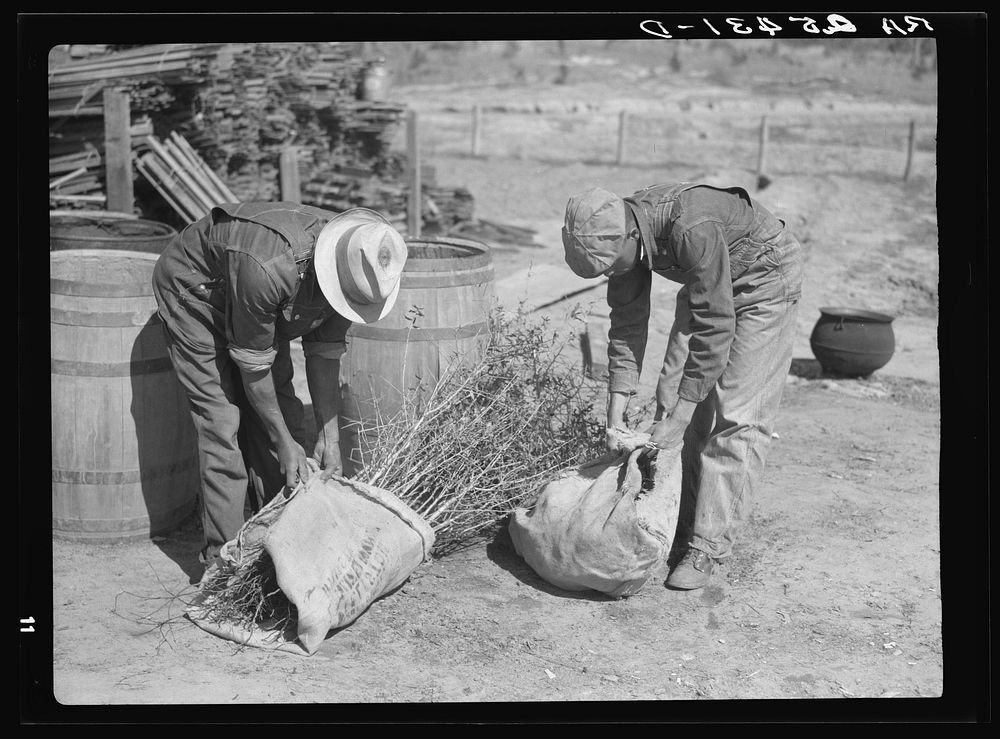 Work on reforestation project. Macon County, Alabama. Tuskegee Project. Sourced from the Library of Congress.