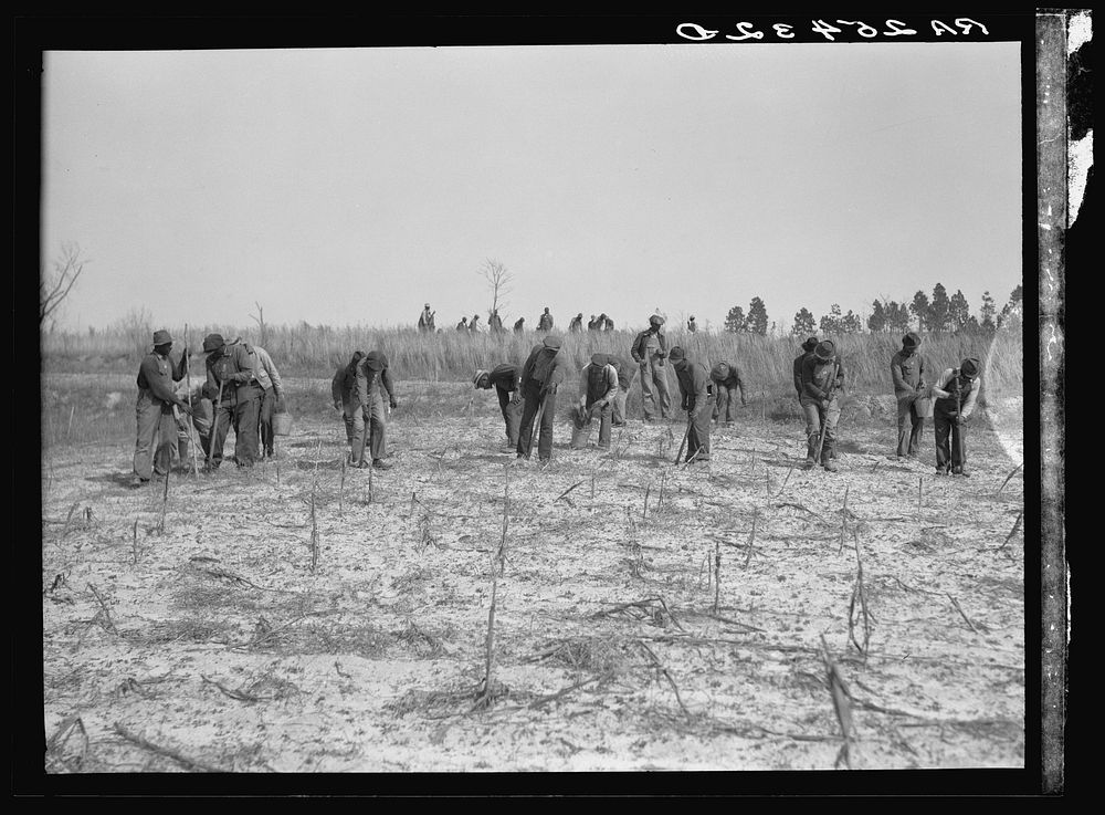 [Untitled photo, possibly related to: Work on reforestation project. Tuskegee Project, Macon County, Alabama]. Sourced from…