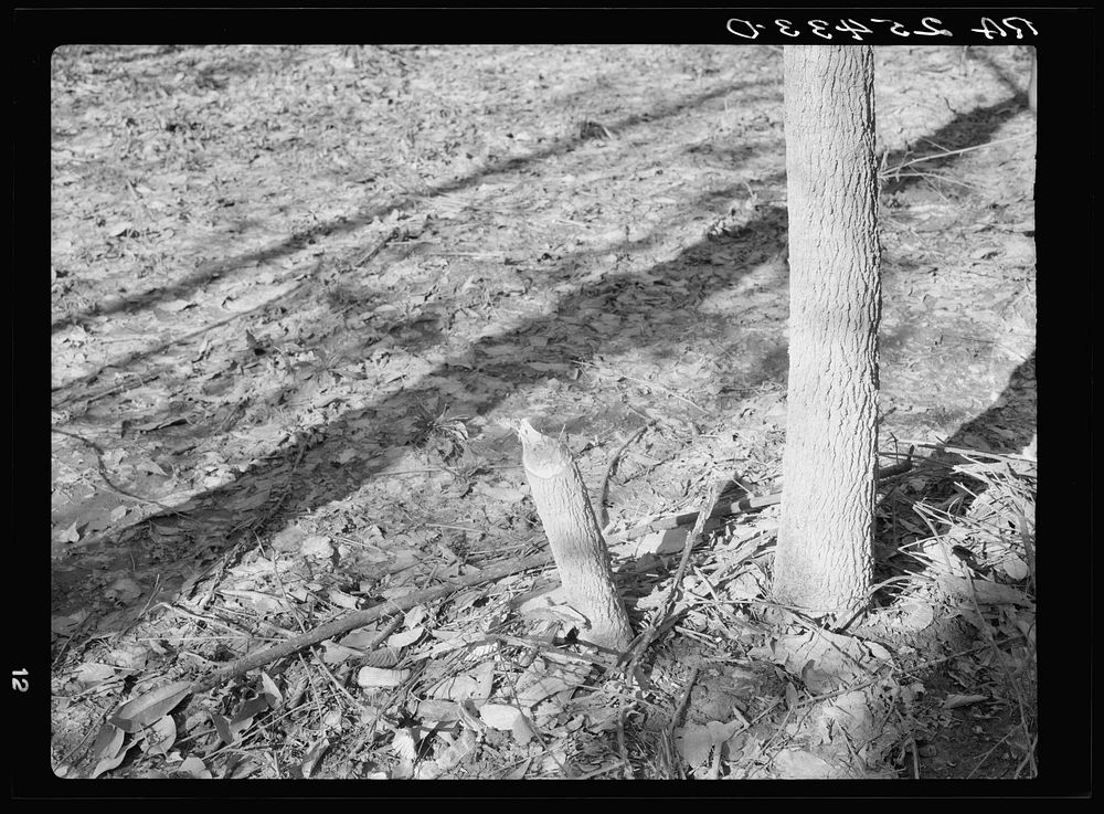 Tree chewed by beavers. Tuskegee Project, Alabama. Sourced from the Library of Congress.