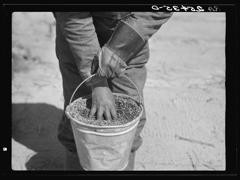 Slash pine seed sown on land use project. Macon County, Alabama. Tuskegee Project. Sourced from the Library of Congress.