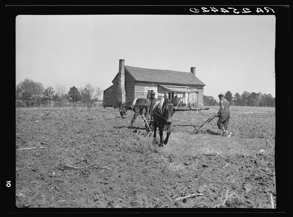 Tenant farmers plowing cooperatively. Macon County, Alabama. Sourced from the Library of Congress.