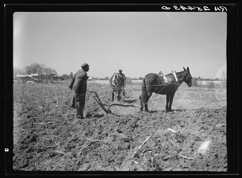 [Untitled photo, possibly related to: Sharecropper plowing. Montgomery County, Alabama]. Sourced from the Library of…