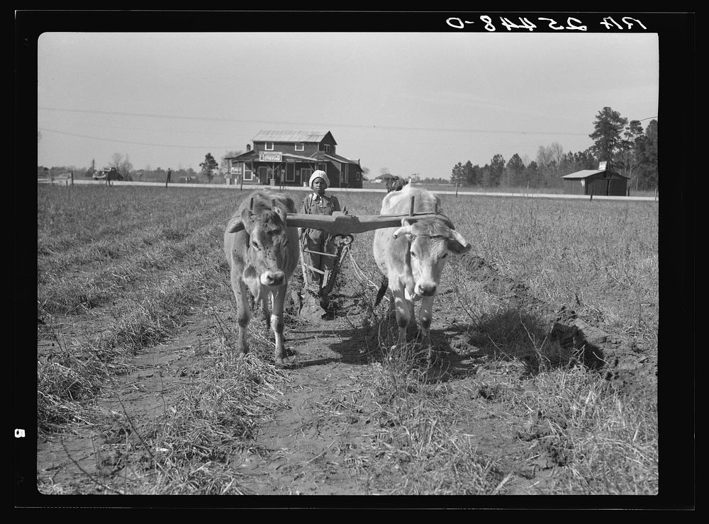 [Untitled photo, possibly related to: Plowing with oxen. Montgomery County, Alabama]. Sourced from the Library of Congress.