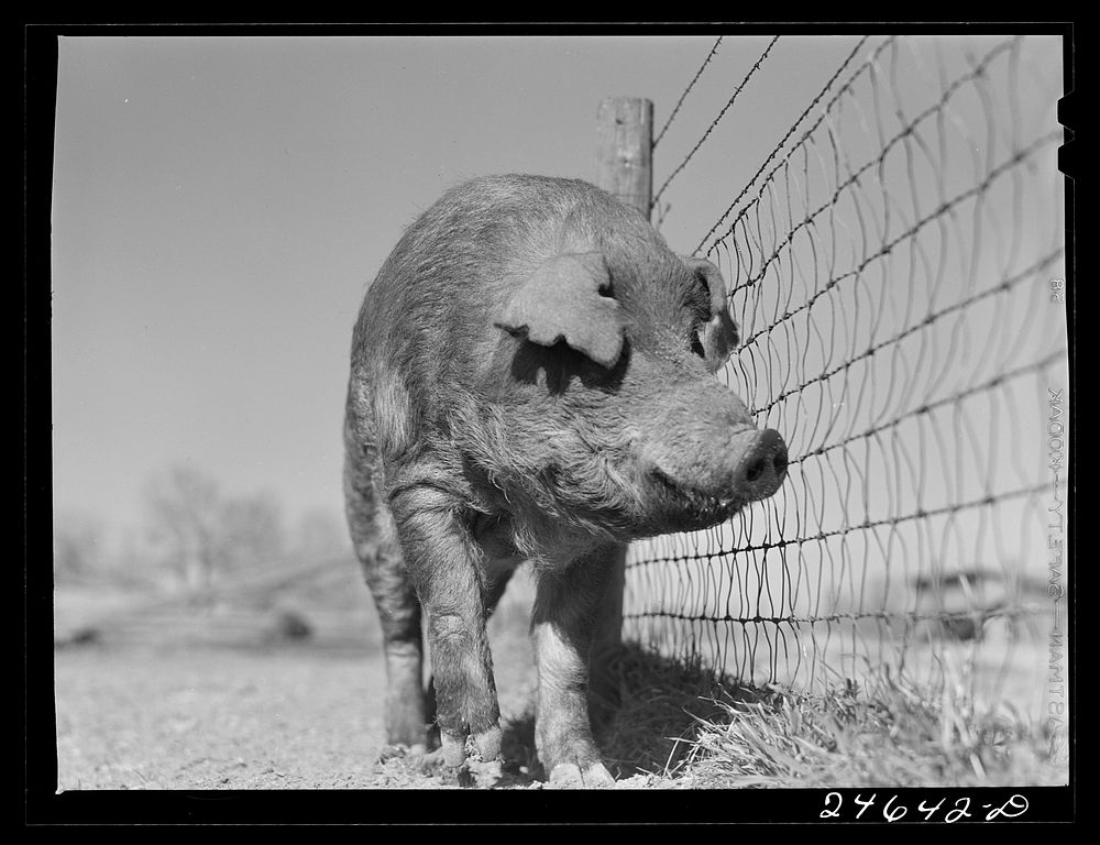 [Untitled photo, possibly related to: College Station, Texas. Texas Agricultural and Mechanical College. Boar]. Sourced from…