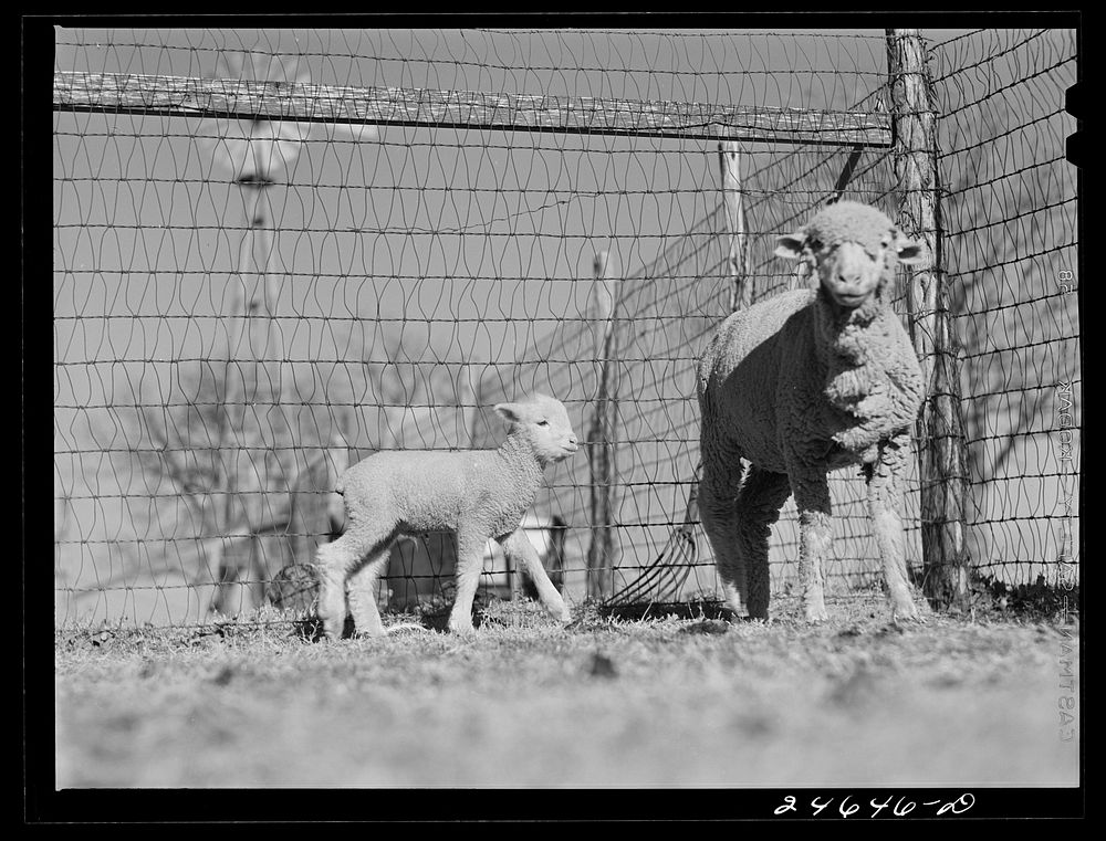 [Untitled photo, possibly related to: College Station, Texas. Texas Agricultural and Mechanical College. Ewe and lamb].…