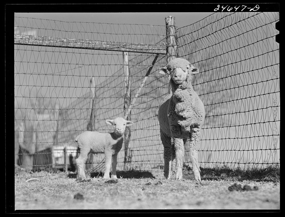 College Station, Texas. Texas Agricultural and Mechanical College. Ewe and lamb. Sourced from the Library of Congress.
