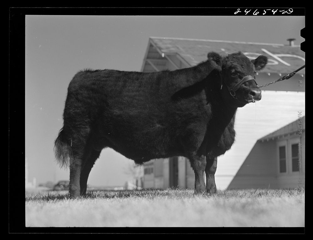 [Untitled photo, possibly related to:  College Station, Texas. Texas Agricultural and Mechanical College. Bull calf].…