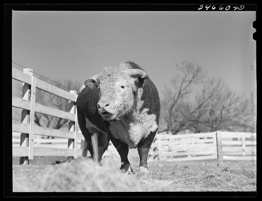 [Untitled photo, possibly related to:  College Station, Texas. Texas Agricultural and Mechanical College. Bull calf].…