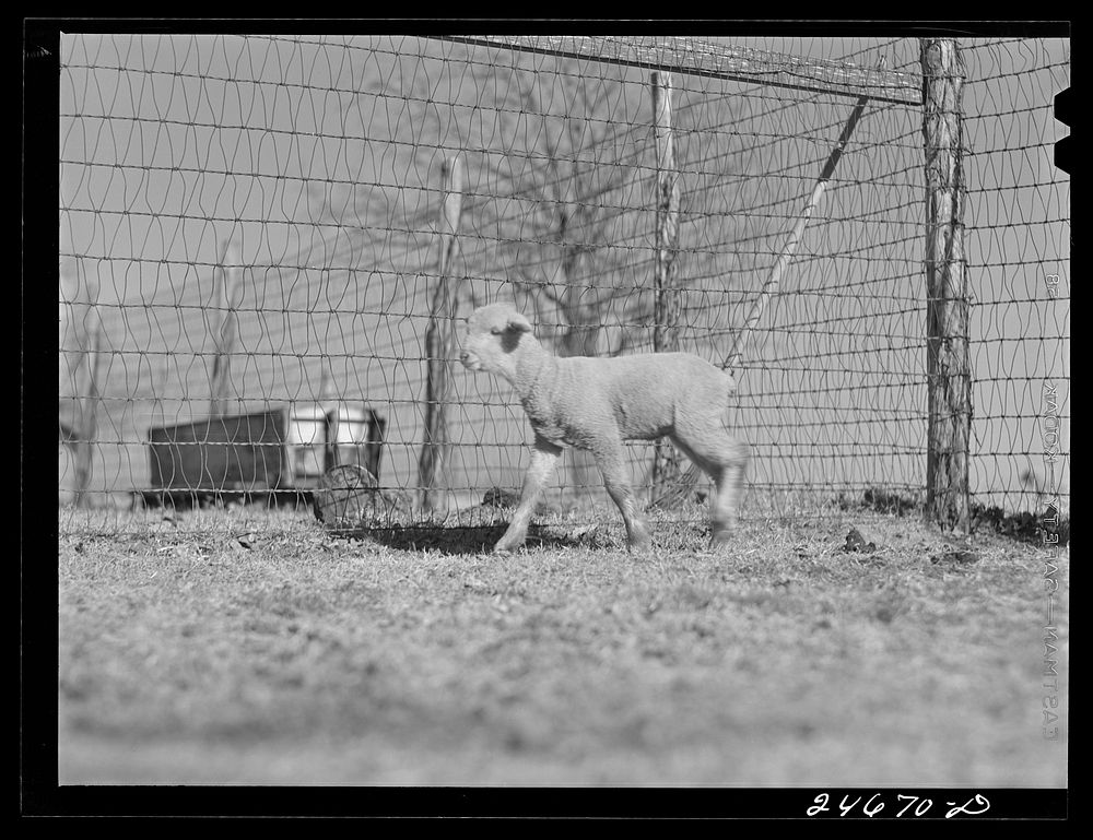 [Untitled photo, possibly related to: College Station, Texas. Texas Agricultural and Mechanical college. Sheep]. Sourced…