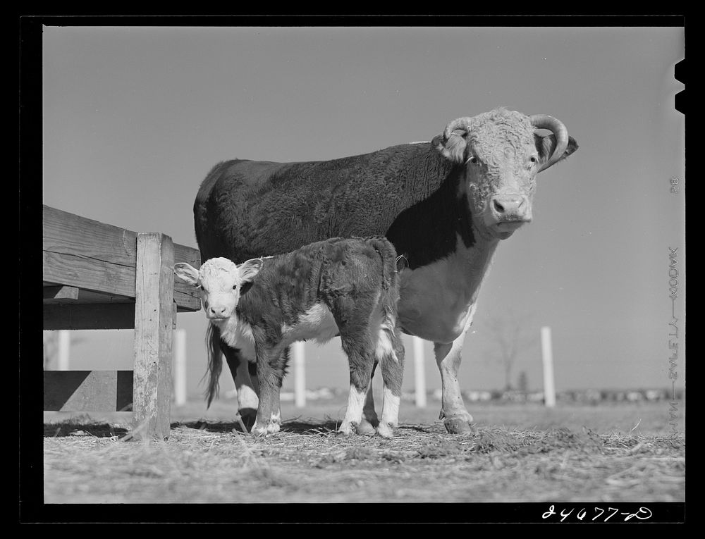 College Station, Texas. Texas Agricultural and Mechanical College. Cow and calf. Sourced from the Library of Congress.