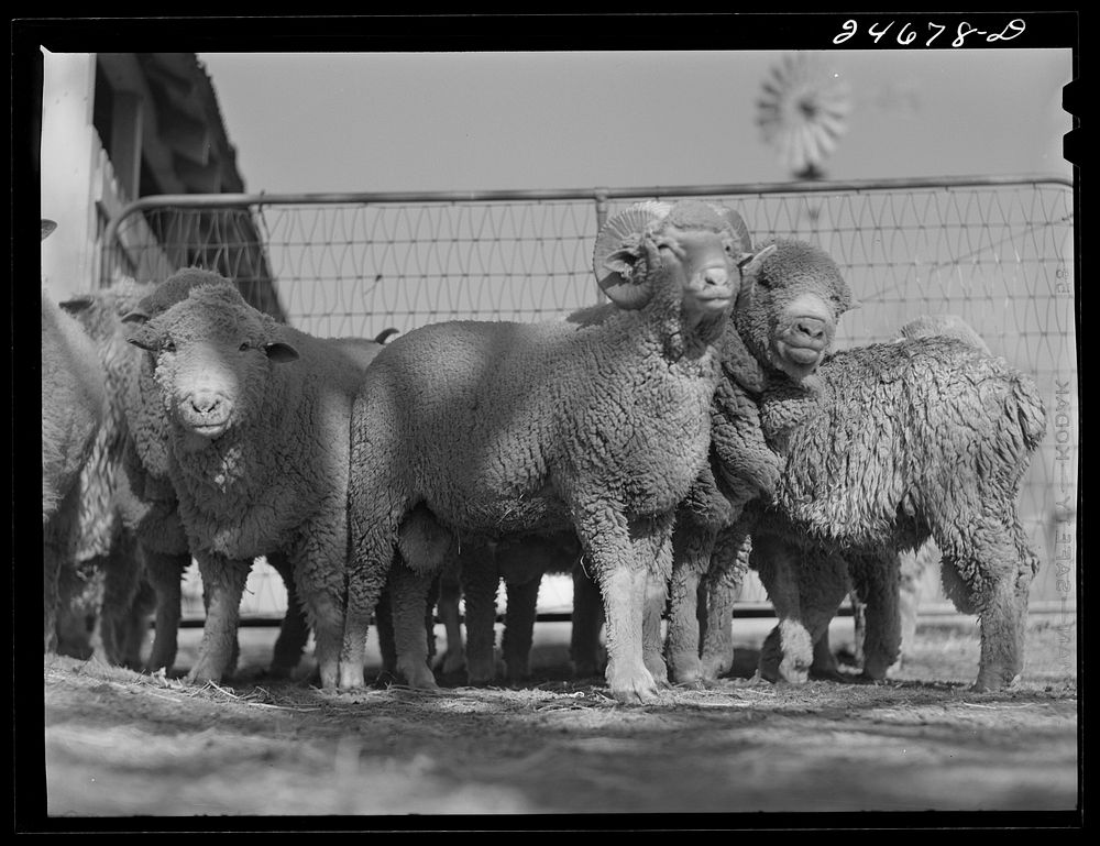 [Untitled photo, possibly related to: College Station, Texas. Texas Agricultural and Mechanical college. Sheep]. Sourced…