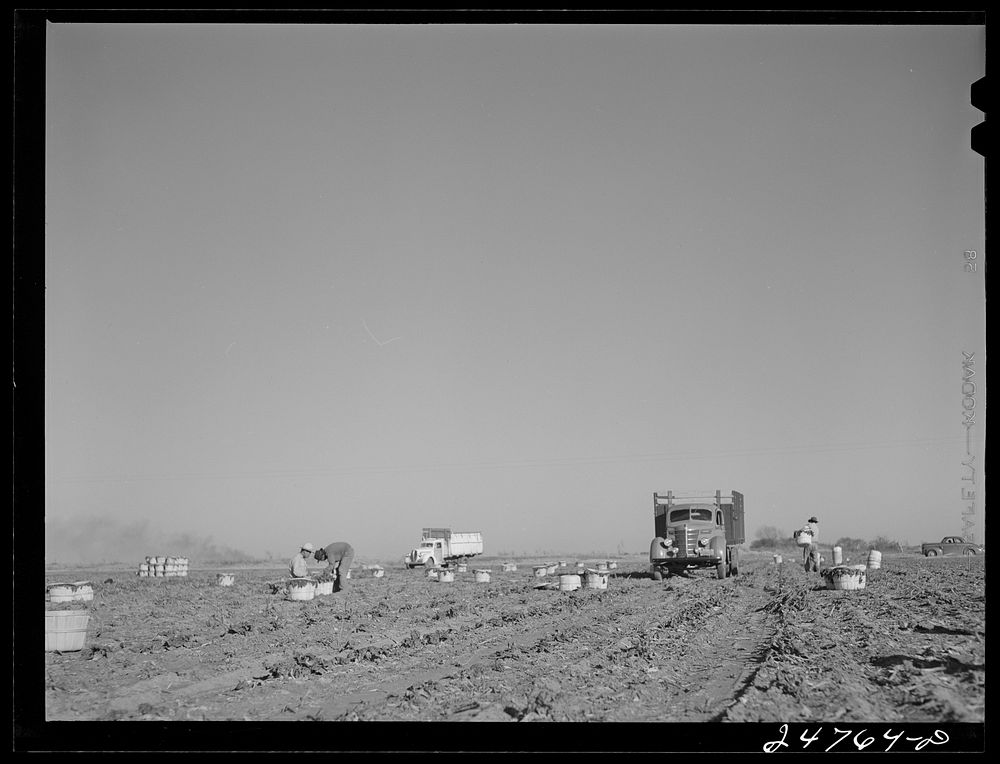 [Untitled photo, possibly related to: Spinach field. Large farm near Robstown, Texas]. Sourced from the Library of Congress.