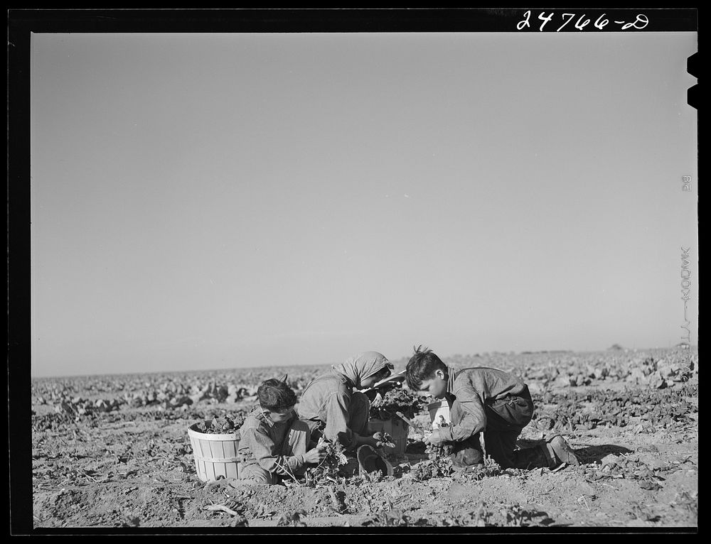 [Untitled photo, possibly related to: Robstown, Texas (vicinity). Crating spinach on large irrigated farm]. Sourced from the…