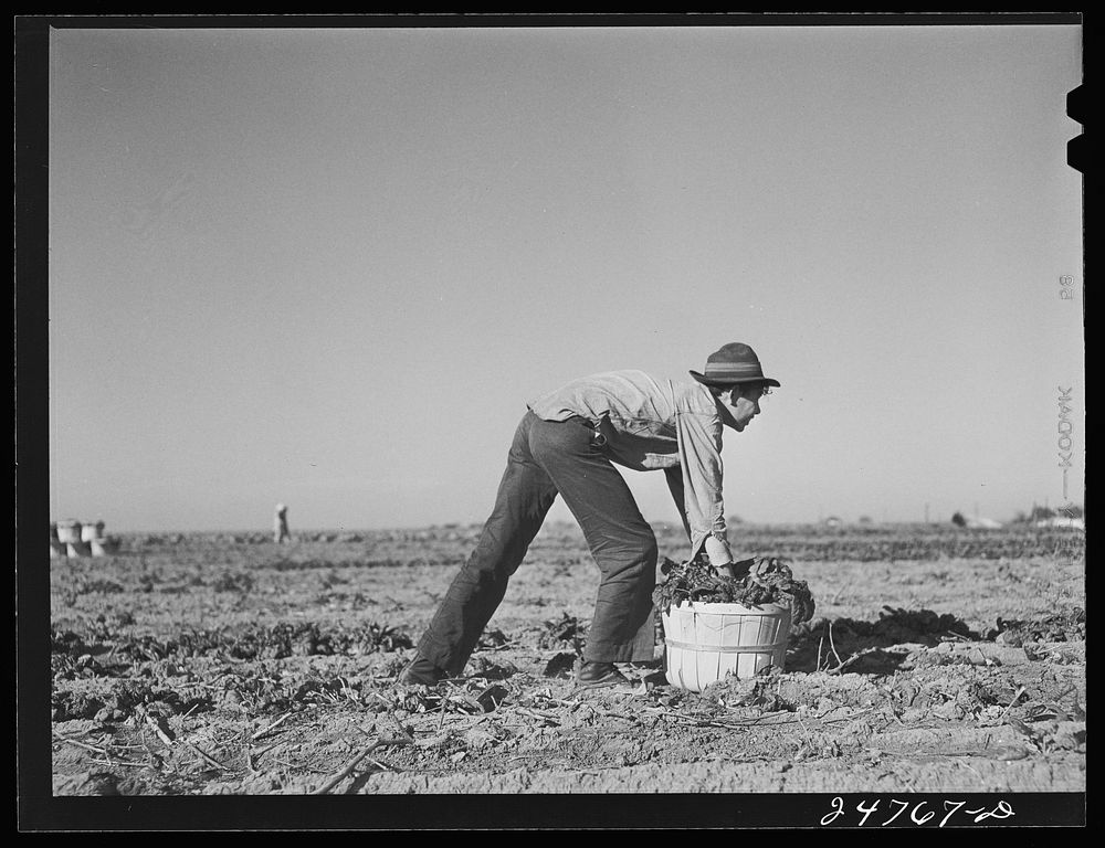 Crating spinach. Large farm near Robstown, Texas. Sourced from the Library of Congress.