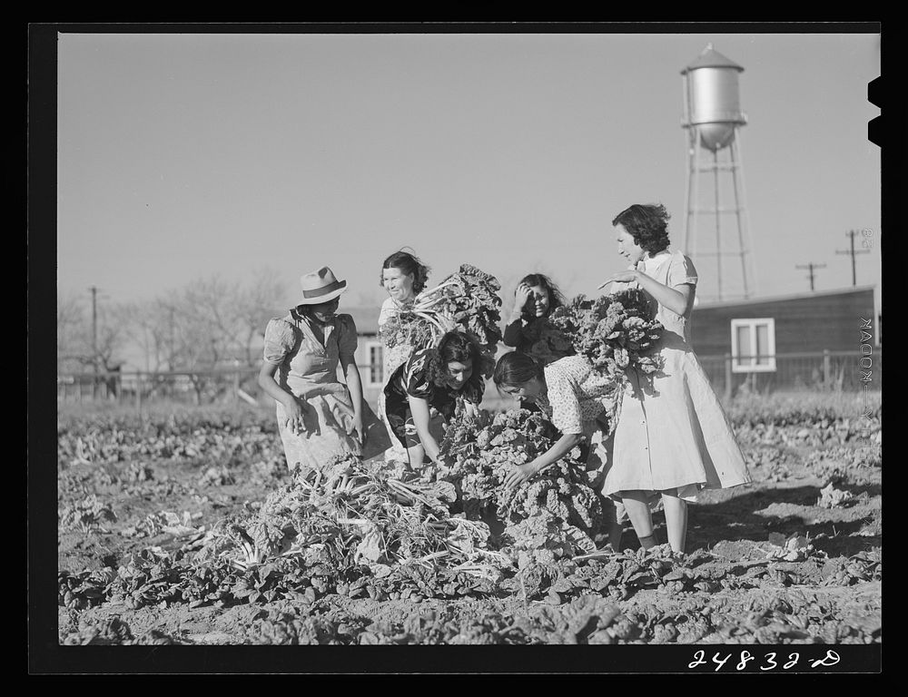 [Untitled photo, possibly related to: Harvesting spinach crop. Community garden, Robstown, Texas]. Sourced from the Library…