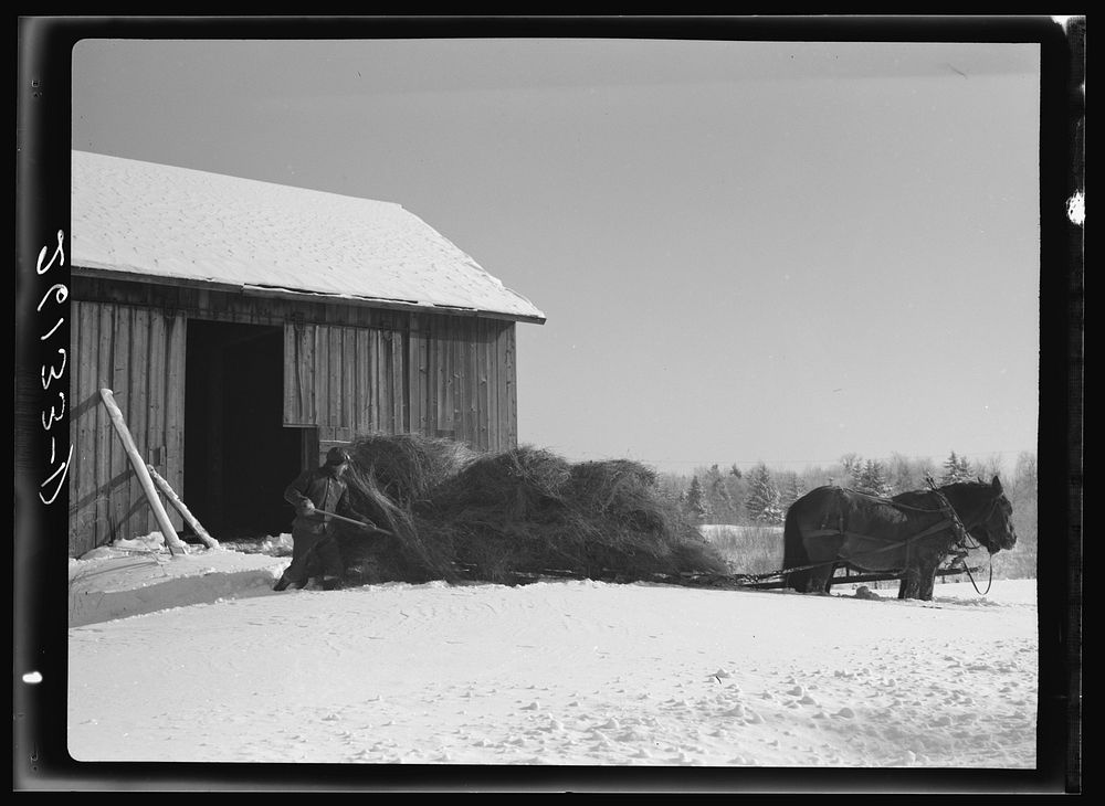 Loading hay. Oswego County, New York. Sourced from the Library of Congress.