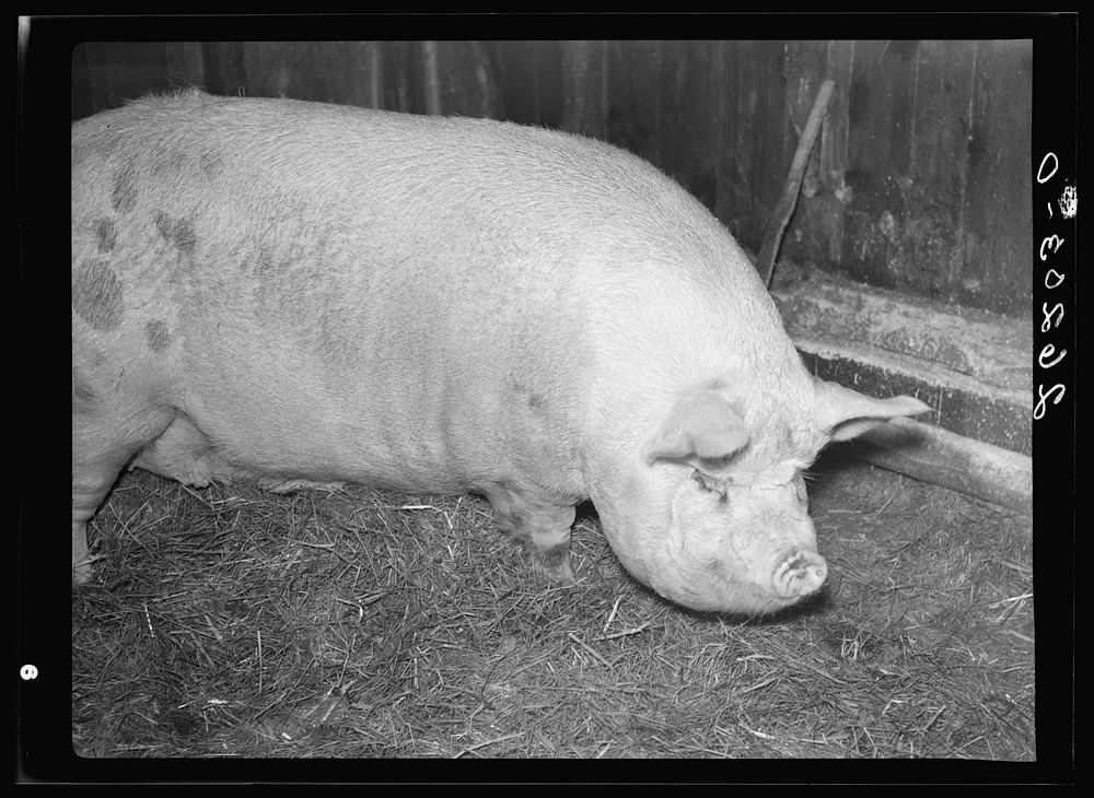 Hog owned by William Wallace, resettled farmer. Near Pulaski, Oswego County, New York. Sourced from the Library of Congress.