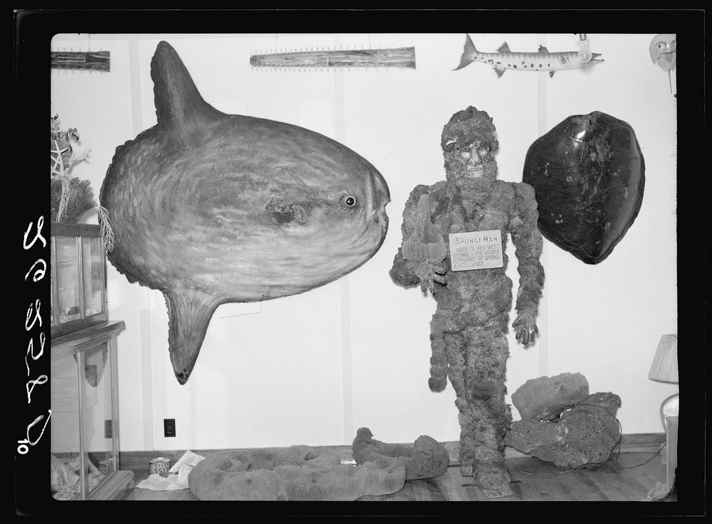 Exhibits in curio shop. Sunfish on left. Key West, Florida. Sourced from the Library of Congress.