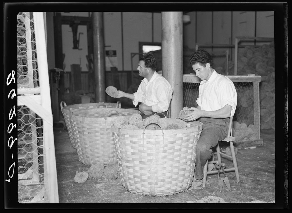 Inspecting sponges. Key West, Florida. Sourced from the Library of Congress.