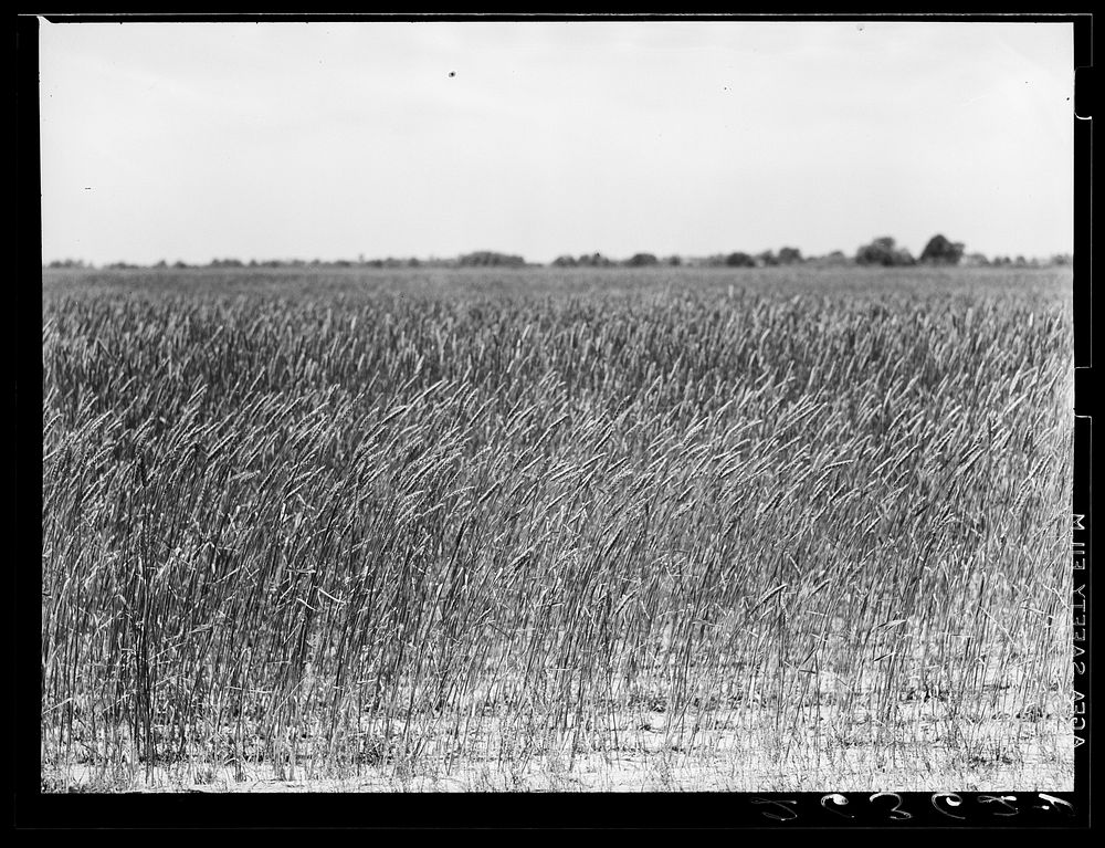 [Untitled photo, possibly related to: Wheat is one of the major crops on the project. Wabash Farms, Indiana]. Sourced from…