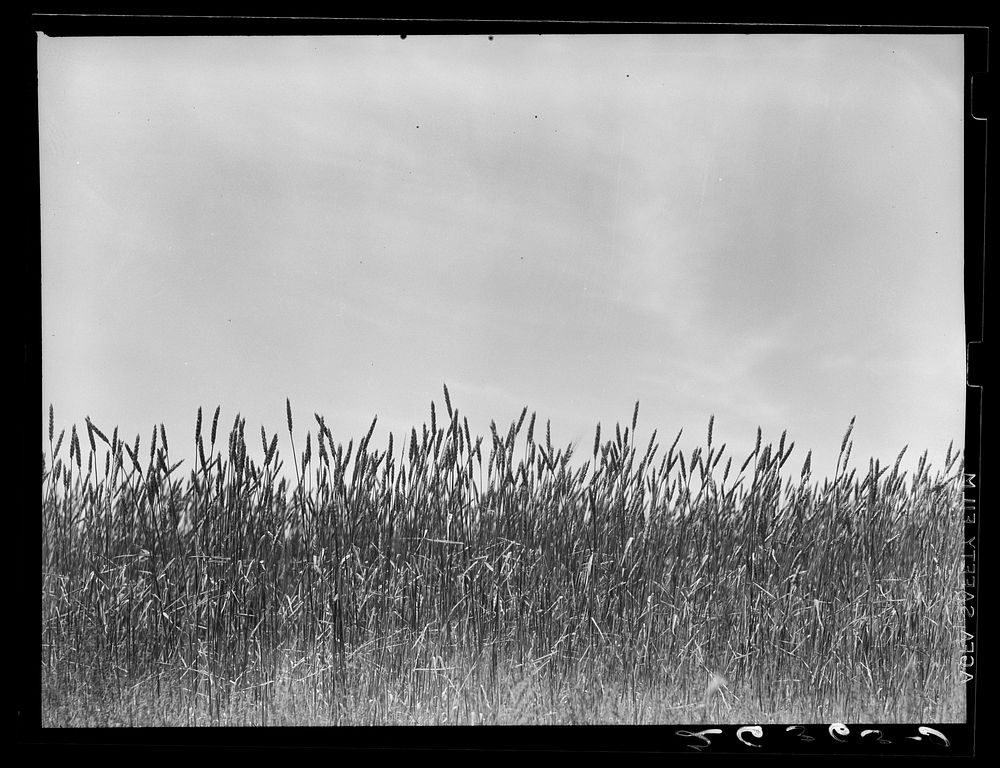 Wheat is one of the major crops on the project. Wabash Farms, Indiana. Sourced from the Library of Congress.